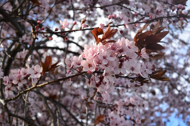 ワナカの桜